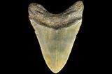 Bargain, Megalodon Tooth - North Carolina #77582-2